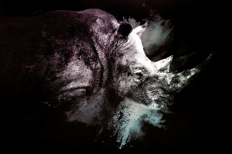 Fotomural The Rhino