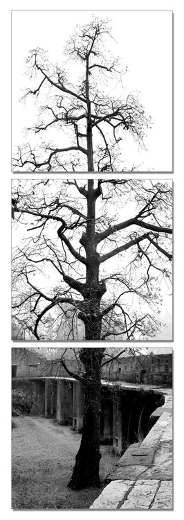 Gray tree Modern tavla