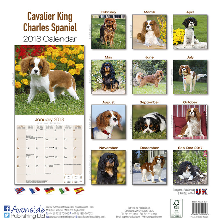 Cavalier King Charles Wandkalender Kaufen Bei Europosters