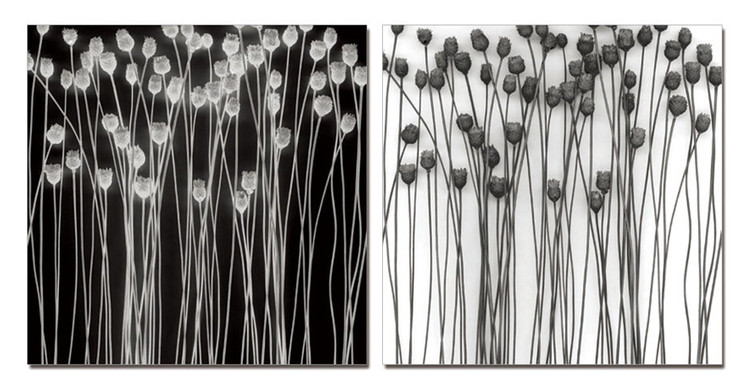 Abstraction flowers Obraz