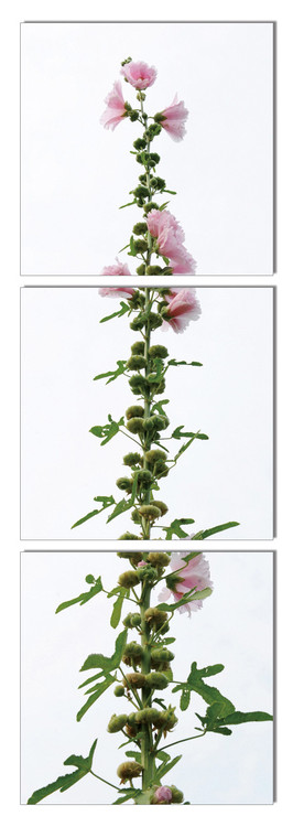 Modern design - flower with pink blossoms Obraz