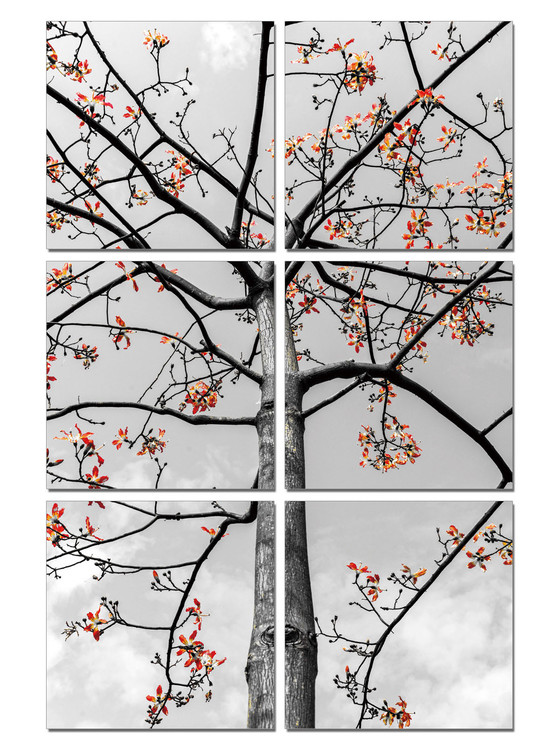 Obraz Black and White Tree with Red Leaves