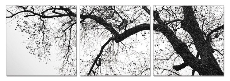 Obraz Koruna stromu (B&W)