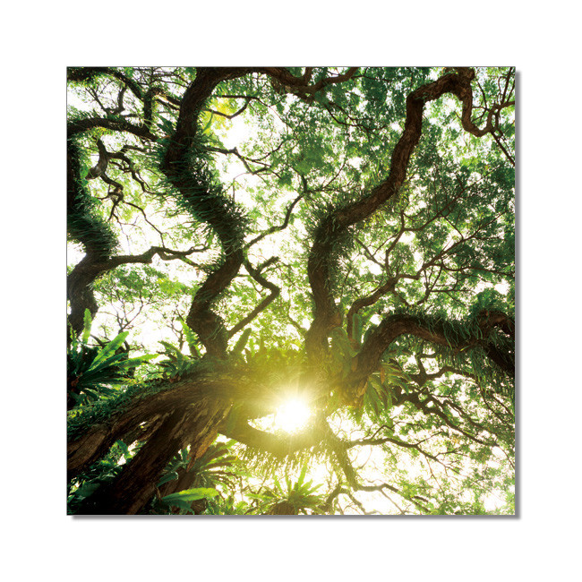 Old Green Treetop Modern tavla