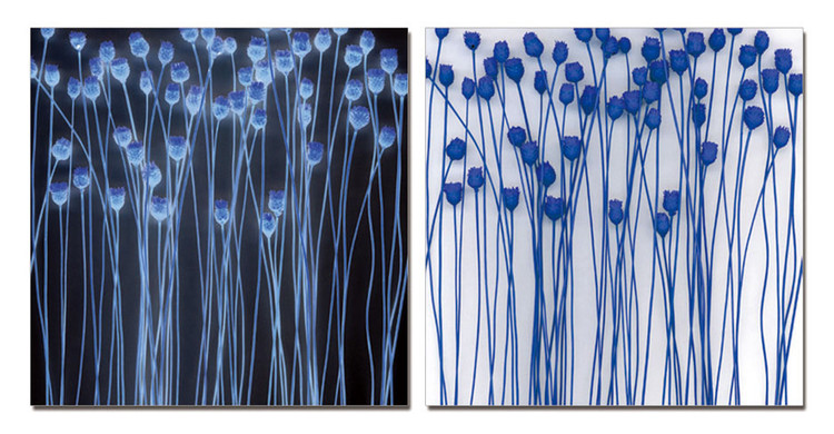 Abstraction flowers Schilderij