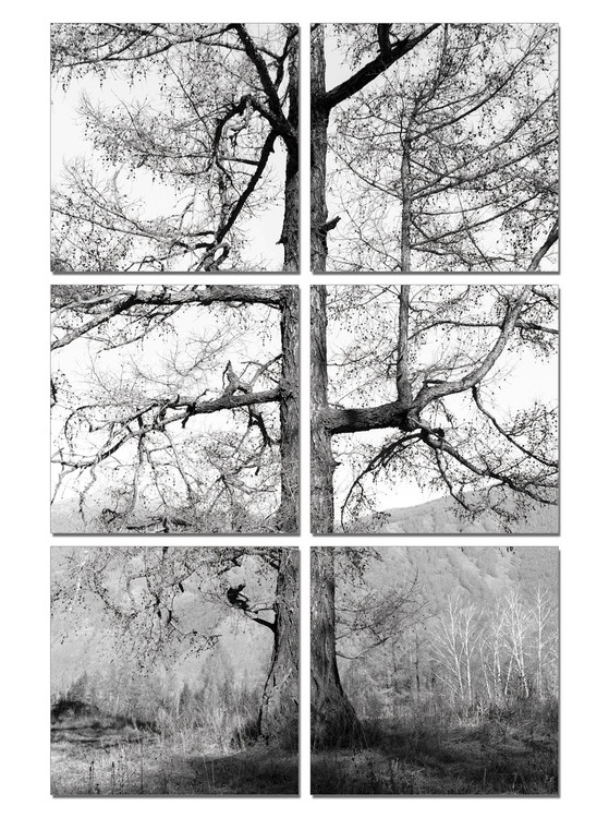 Gray tree Schilderij