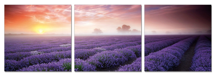 Mist over the Lavender Field Schilderij
