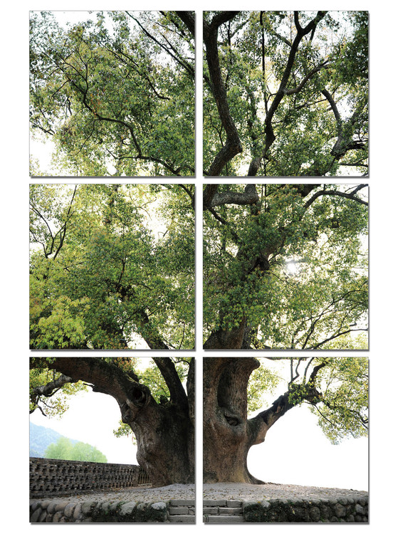 Old Tree Schilderij