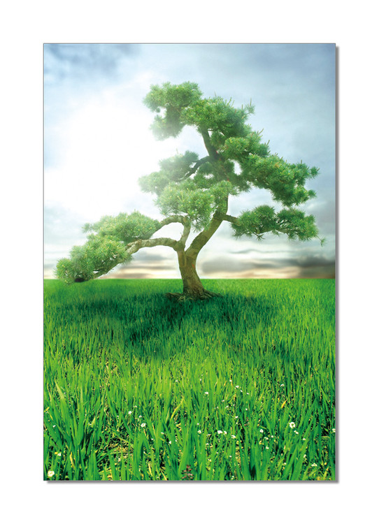 Pine Dream Schilderij