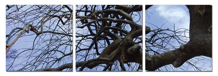 Tree branches Schilderij