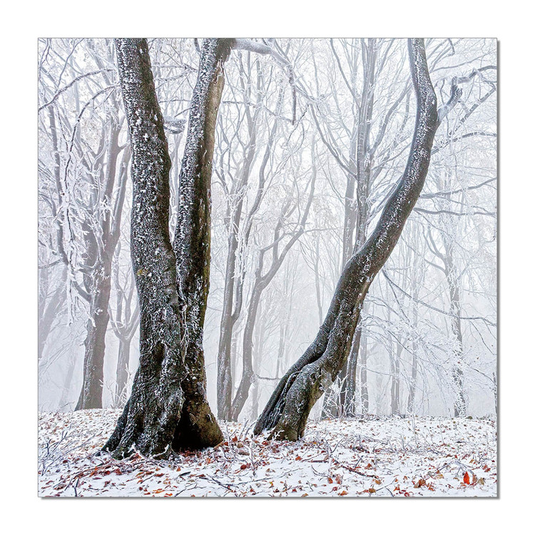 Trees Schilderij