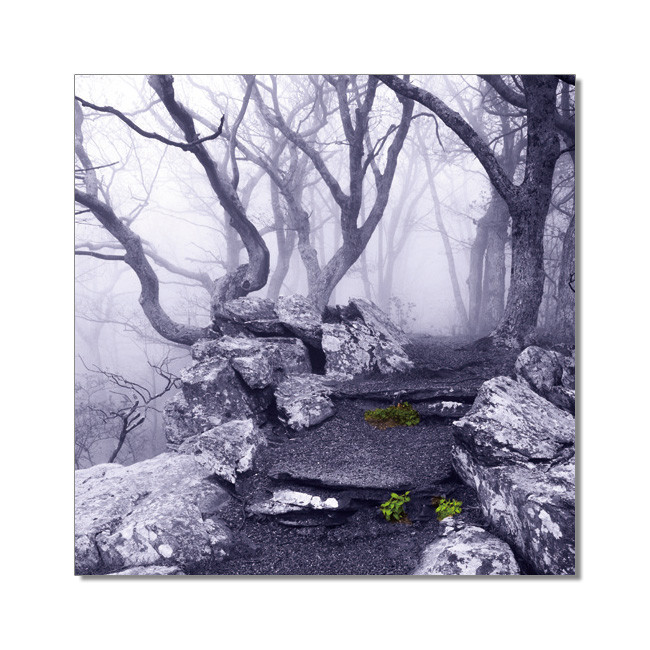 World is not Black and White - Appalachian Trail, Virginia Schilderij