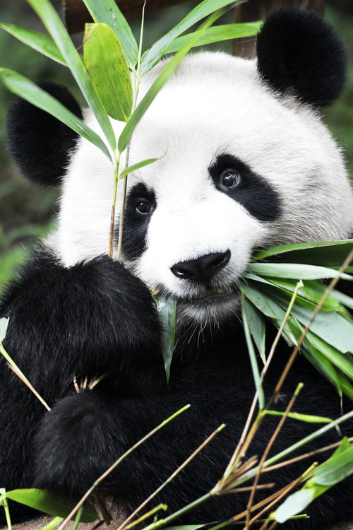 China 10MKm2 Collection - Panda Tableau sur Toile