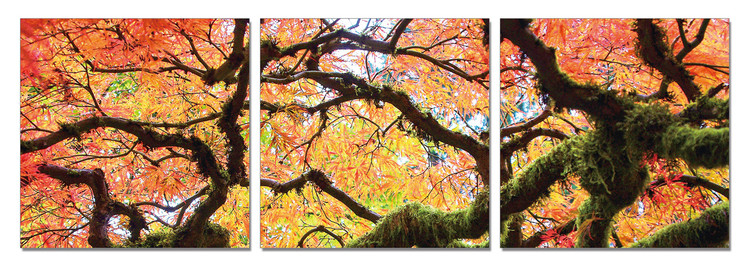 Cuadro View of autumn tree's crown