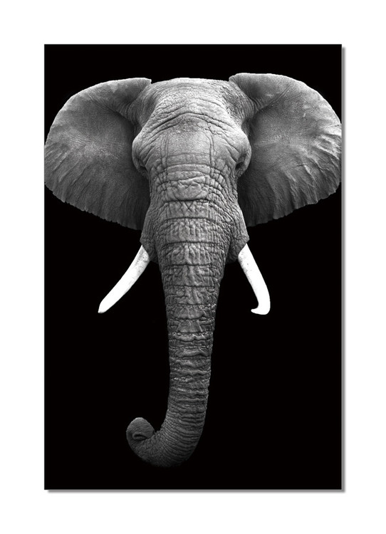 Wandbilder African Elephant (B&W)