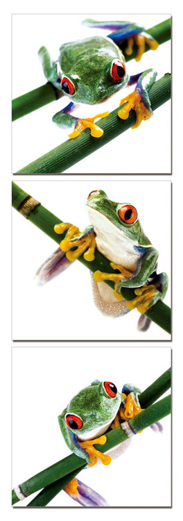 Wandbilder Colorful Frog