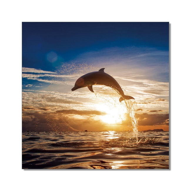 Wandbilder Dolphin during sunset