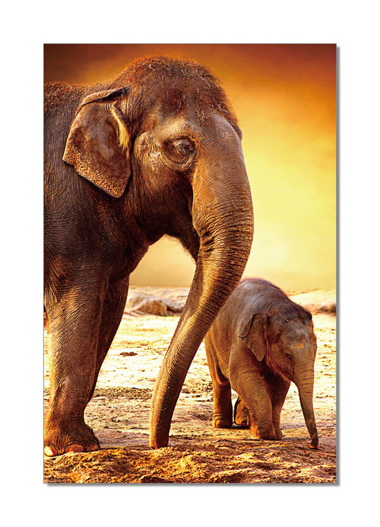 Wandbilder Elephants - Mom and Baby