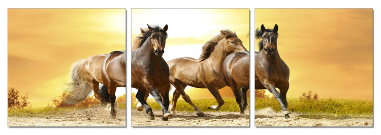 Wandbilder Horses - Running Horses on the Sand