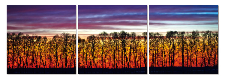 Wandbilder Red forest