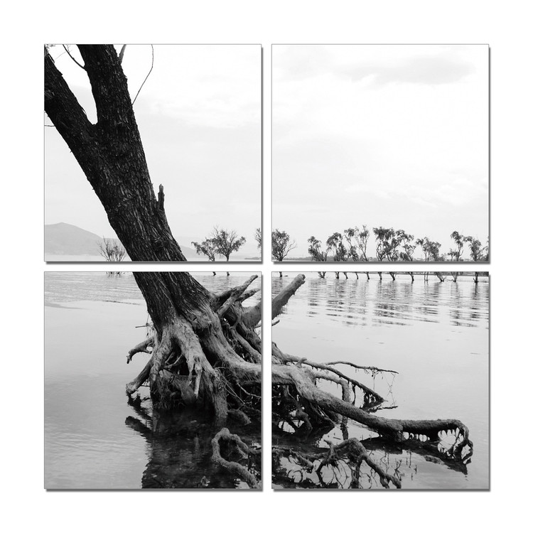 Wandbilder Roots in River