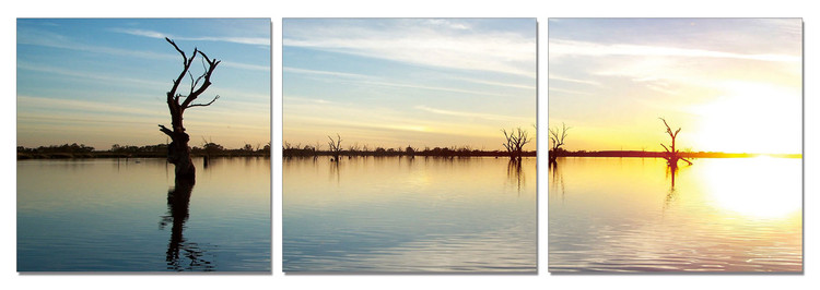 Wandbilder Silhouettes of trees in the light of the rising sun