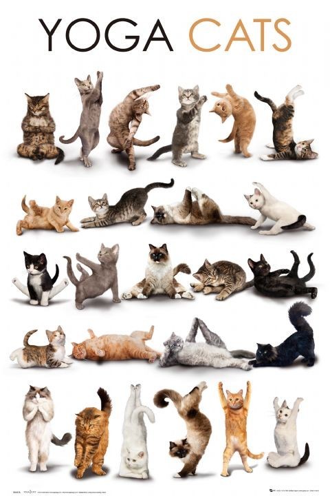 Yoga cats плакат