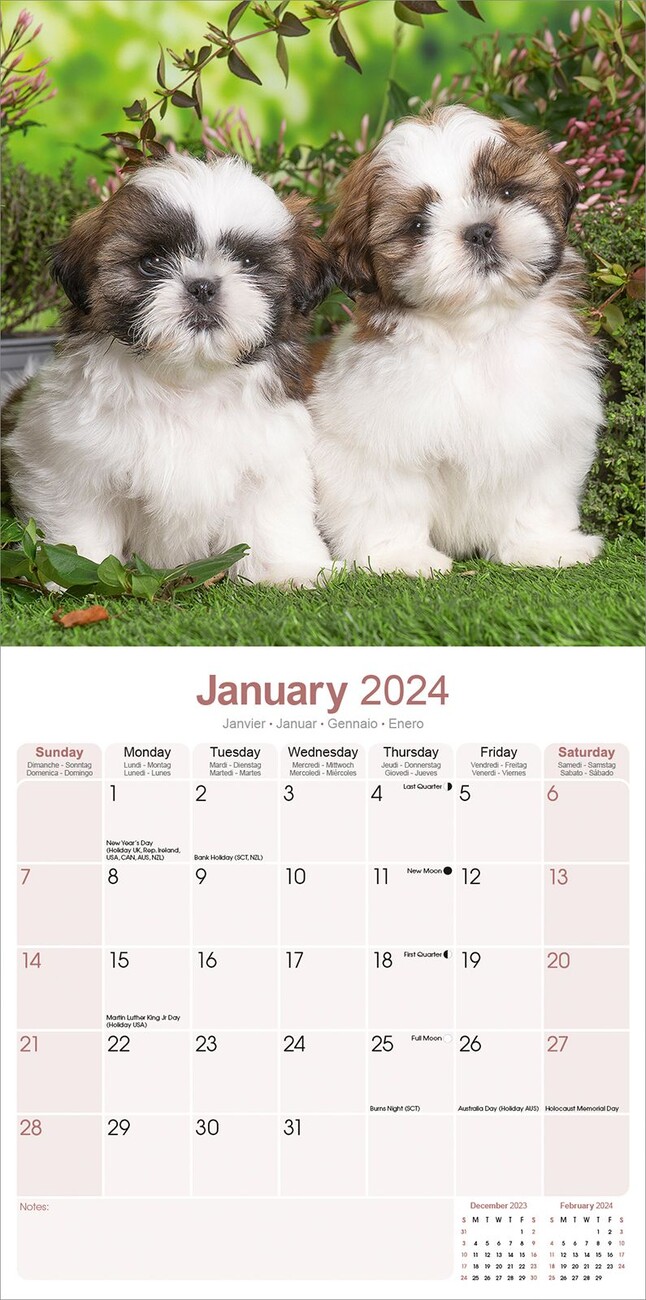 Shih Tzu - Calendarios De Pared 2024 | Consíguelos En