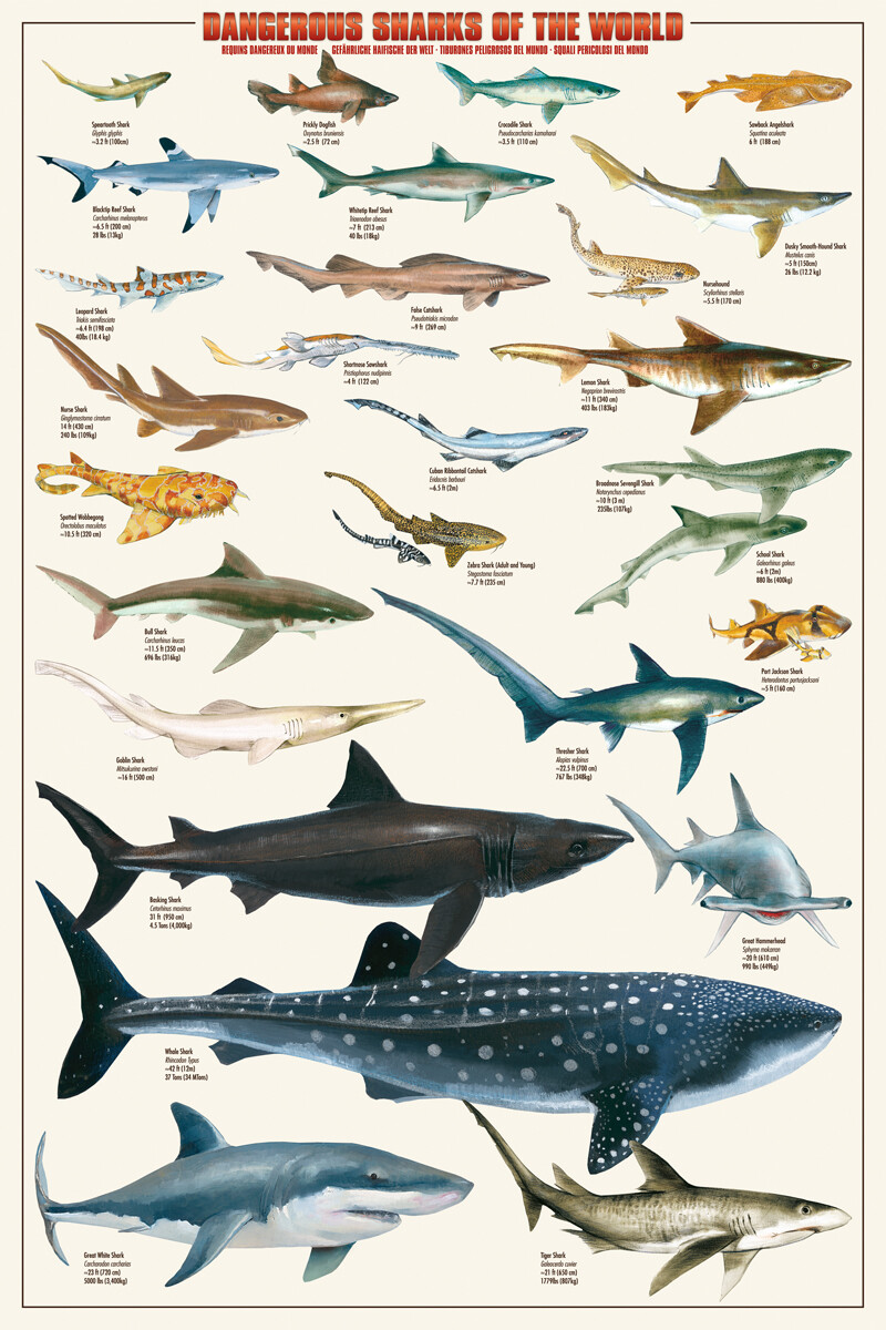Poster Dangerous Sharks | Wall Art | 3+1 FREE | Europosters