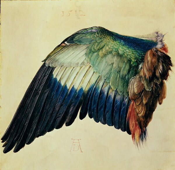 Wing of a Blue Roller, 1512, Albrecht Drer - Reprodukce slavných obrazů na zeď - Posters.cz