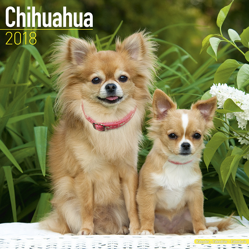 Chihuahua Calendari da muro 2026 Compra su Europosters