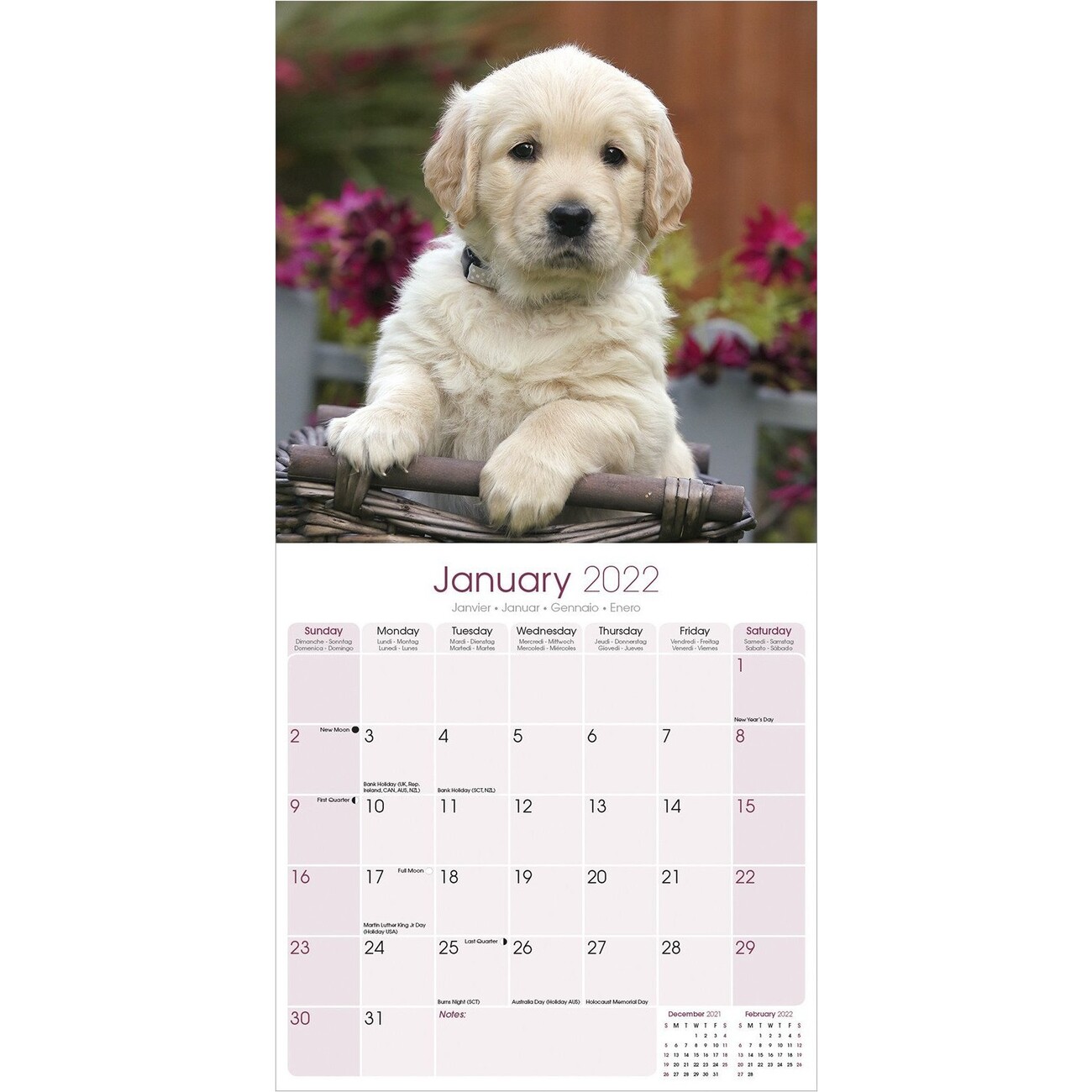 Golden Retriever - Pups - Calendari da muro 2022