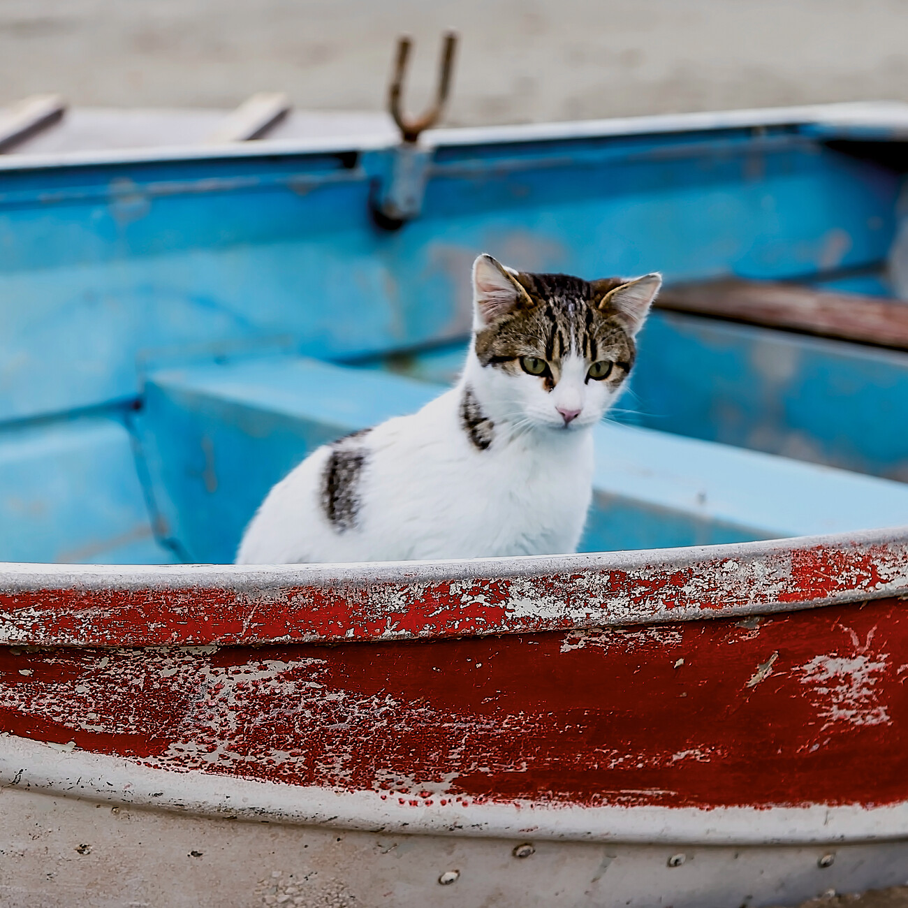 Calendario 2024: I GATTI DI GRECIA MIA – Limanaki