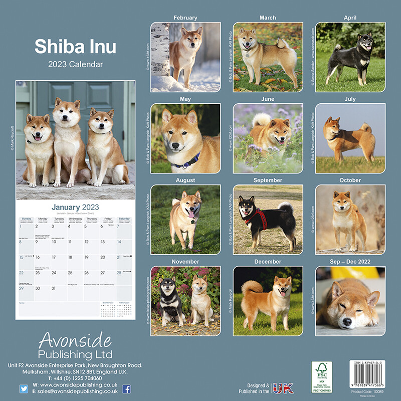 Shiba Inu Calendari da muro 2026 Compra su Europosters