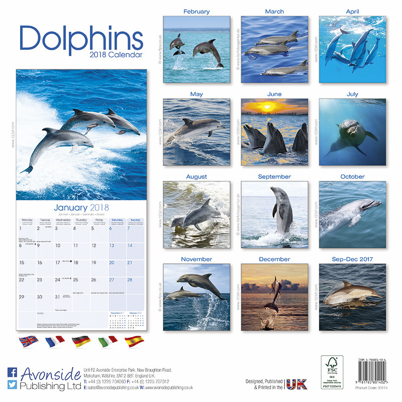 Dolphin Calendar 2024 Calendar 2024