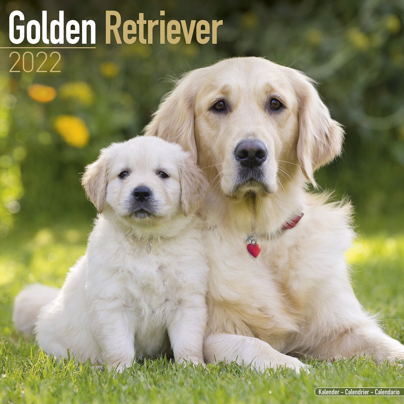 Golden Retriever Calendarios de pared 2022 Consíguelos en Posters.es Golden Retriever Calendarios de pared 2022 Consíguelos en Posters.es