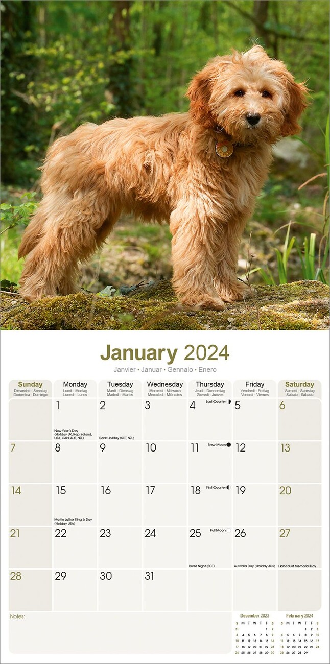 Labradoodle Calendarios de pared 2024 Consíguelos en Posters.es