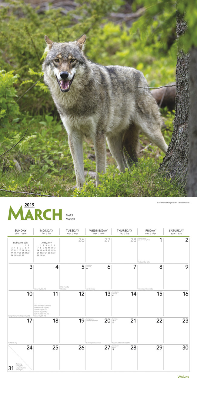 Calendario de pared cuadrado de los lobos 2022