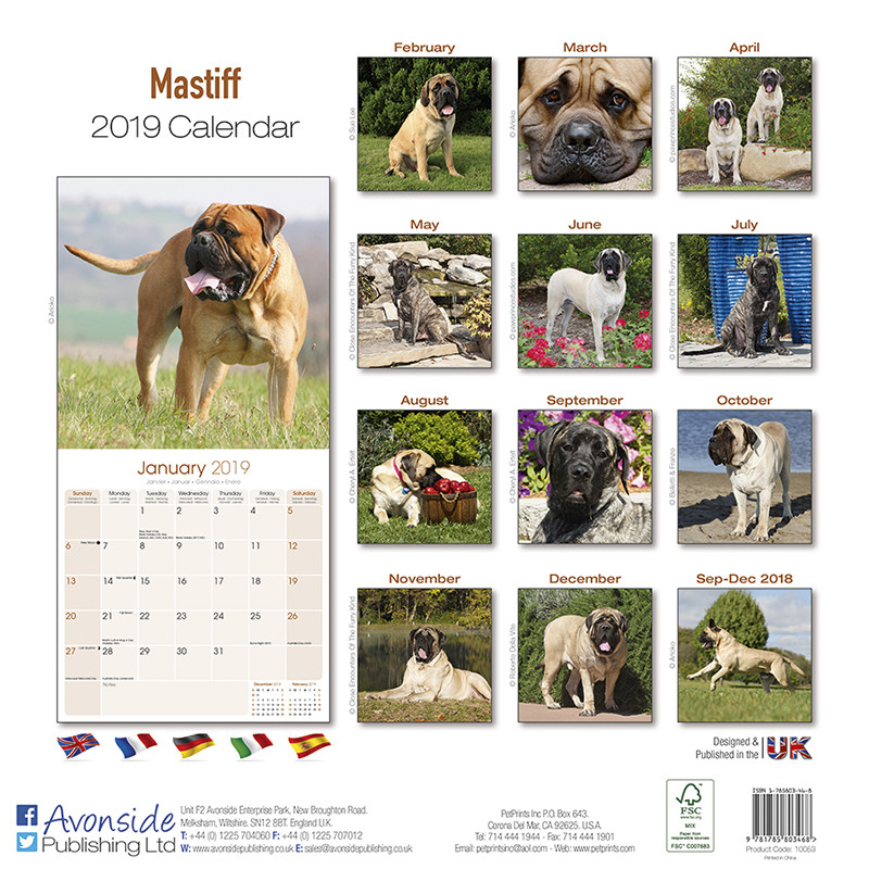 English Mastiff Calendar 2024 Calendar 2024