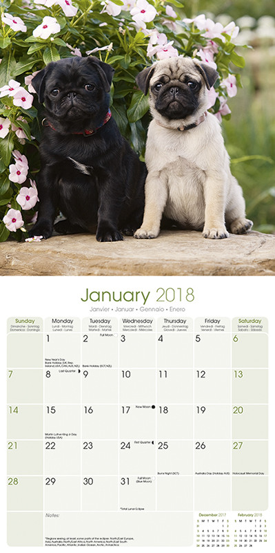 Pug - Calendarios de pared 2024 | Consíguelos en Posters.es