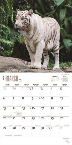 Tigres blancos - Calendarios 2021