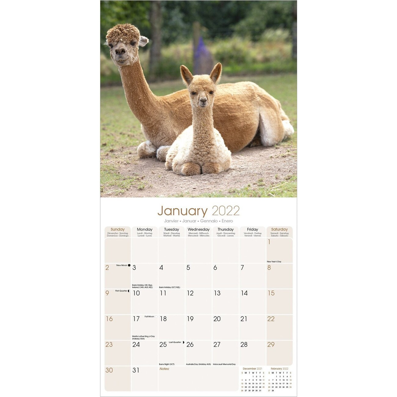 Alpacas Wall Calendars 2022 Buy at Europosters