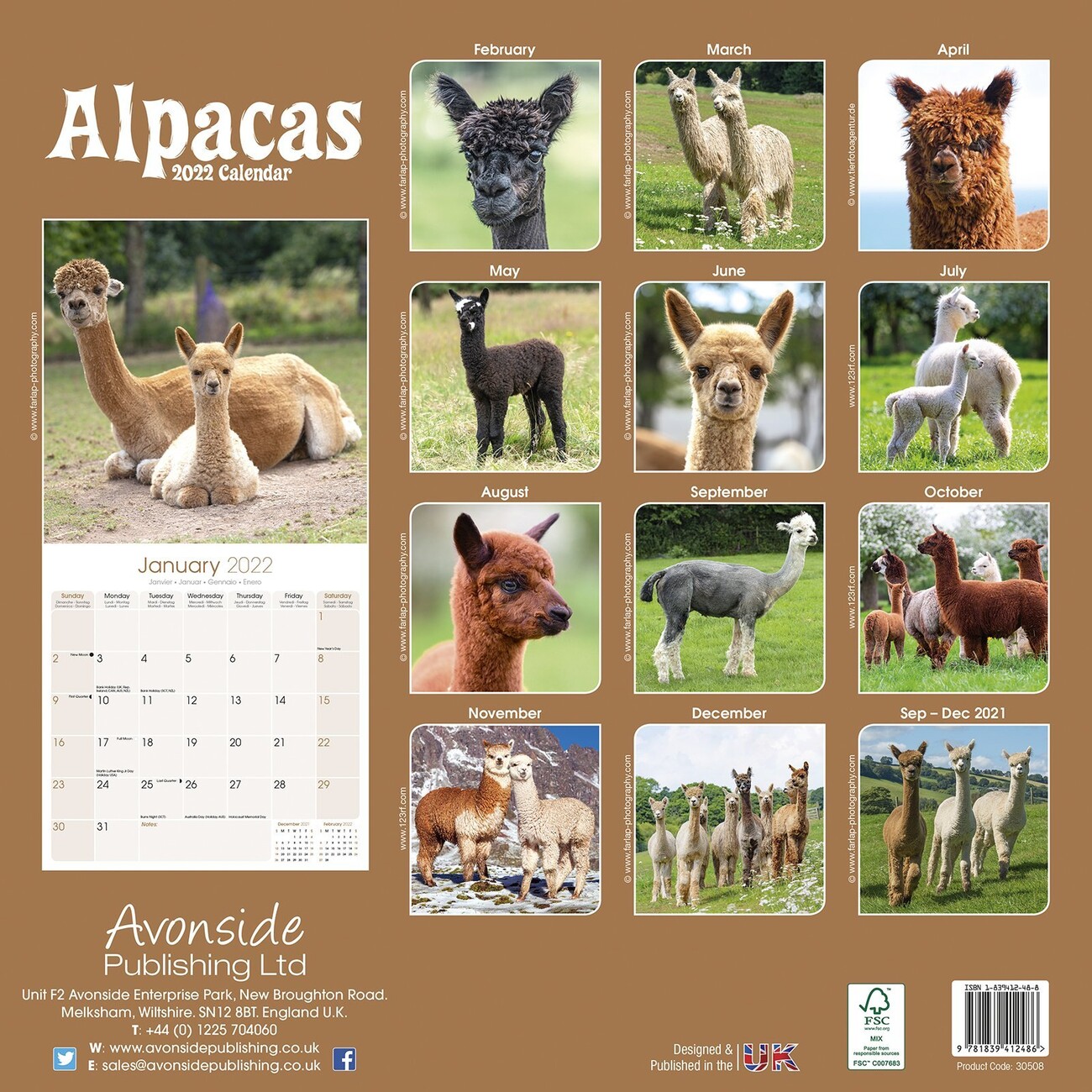 Alpacas Wall Calendars 2022 Buy at Europosters