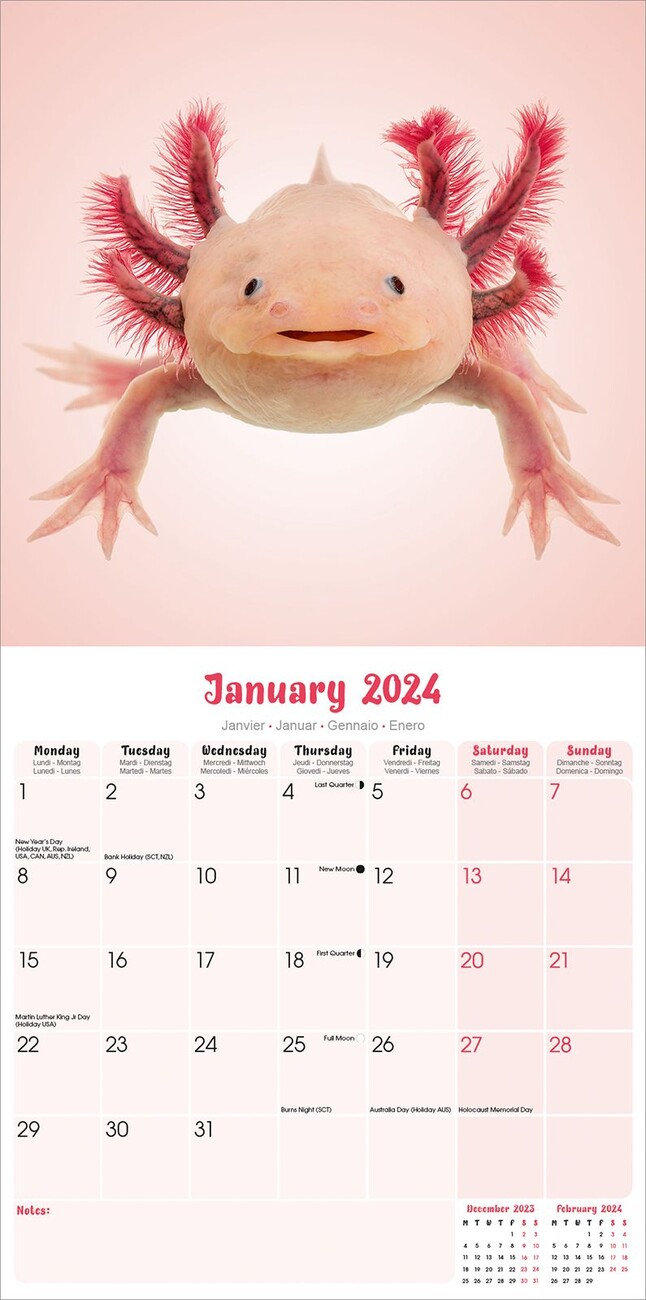 Axolotls Wall Calendars 2024 Buy At UKposters   Axolotls I178327 