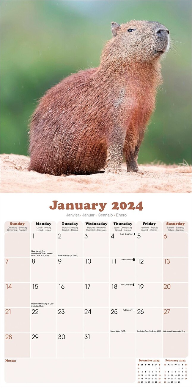 Capybara Wall Calendars 2024 Buy at UKposters