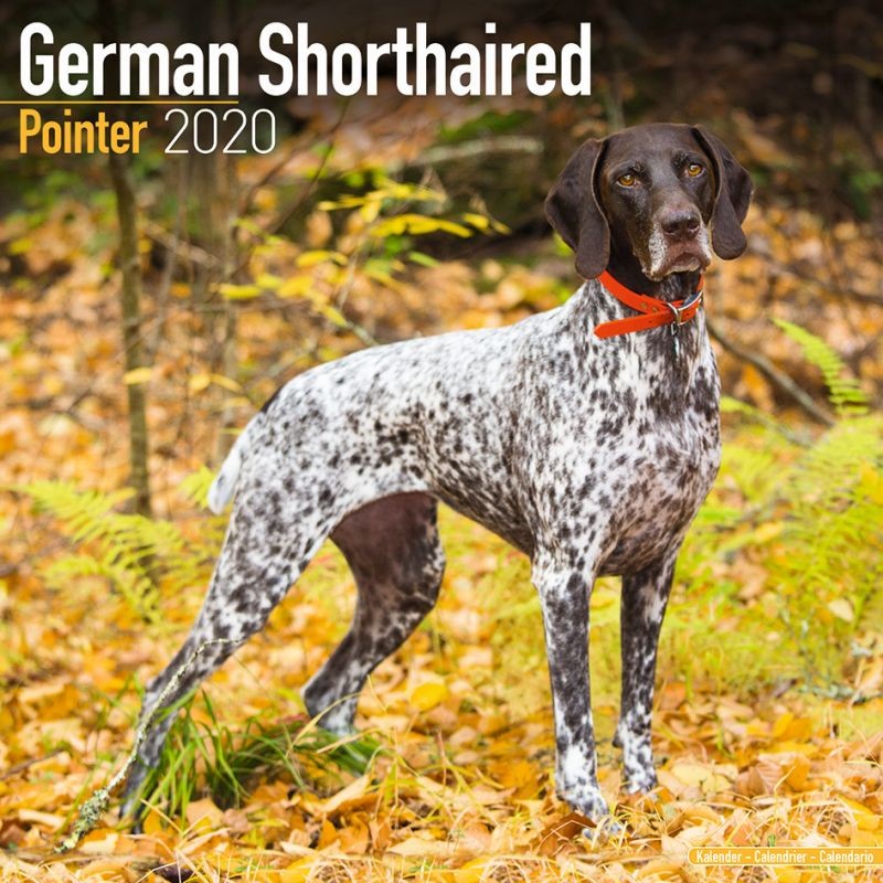 2022 2023 German Shorthair Pointer Calendar Dog Breed Monthly Wall