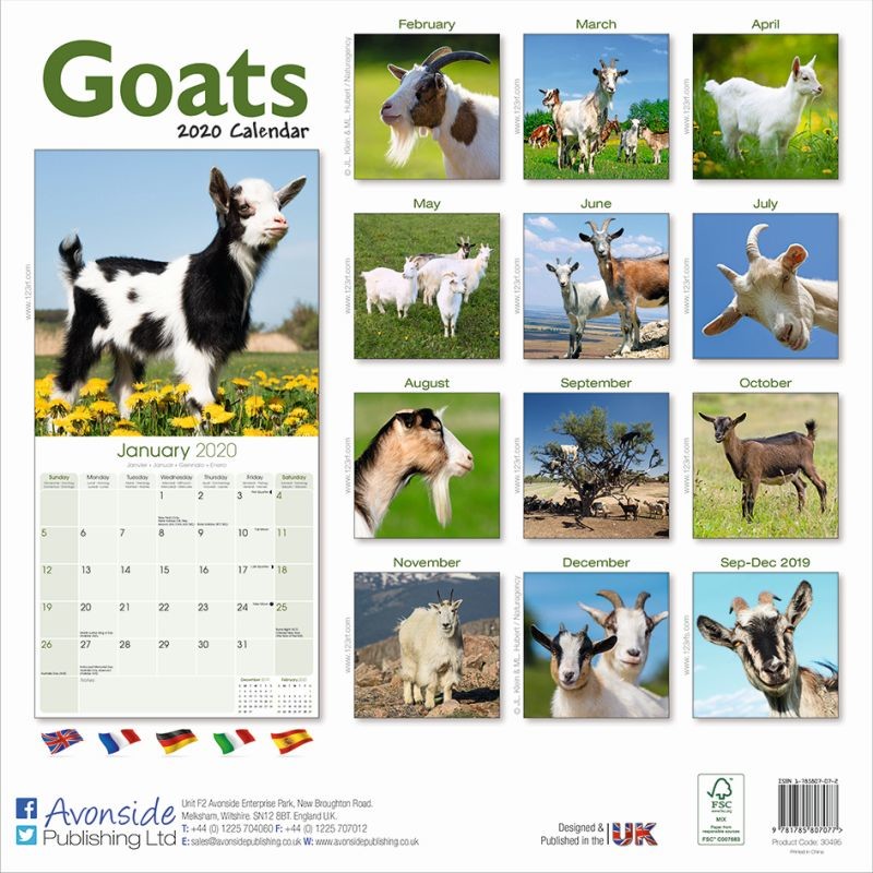 Goats Wall Calendars 2024 Buy at Europosters