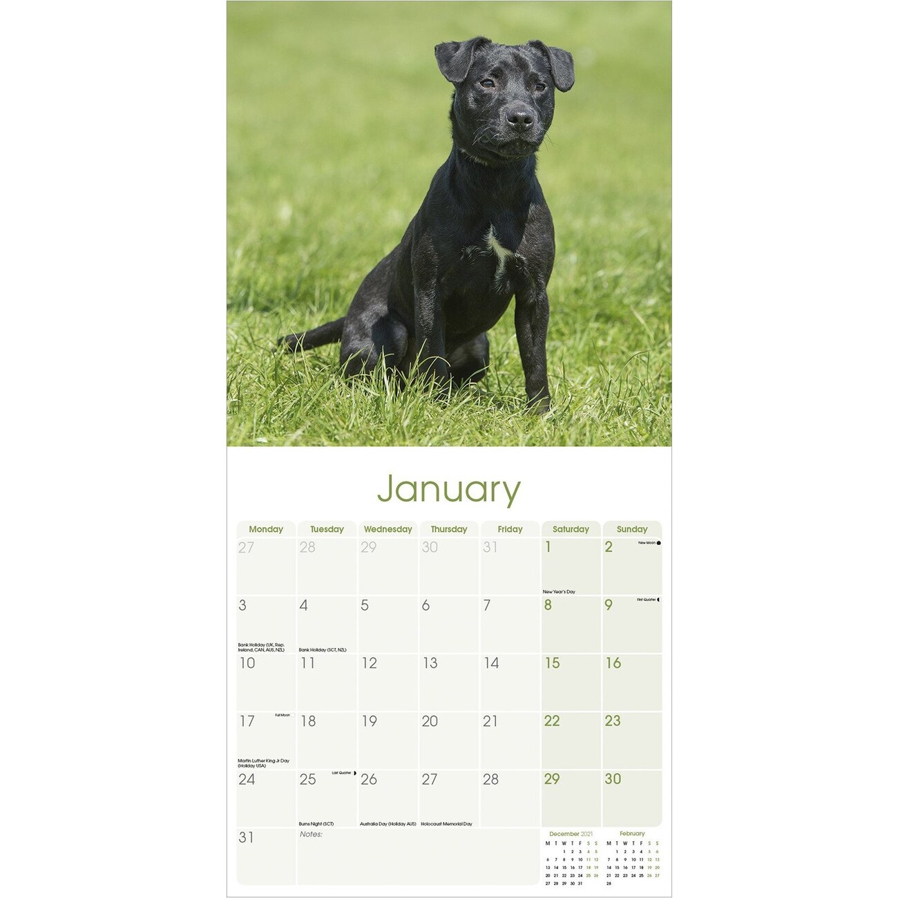 Patterdale Terrier Wall Calendars 2024 Buy at UKposters
