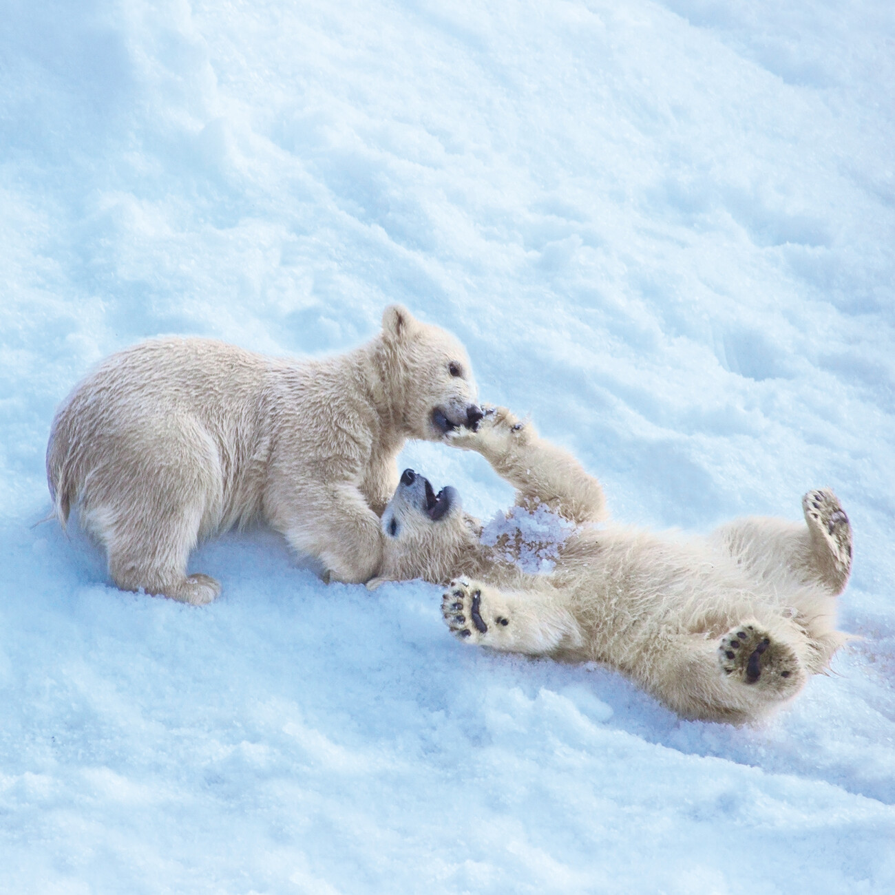 Polar Bears Wall Calendars 2025 Buy at Europosters