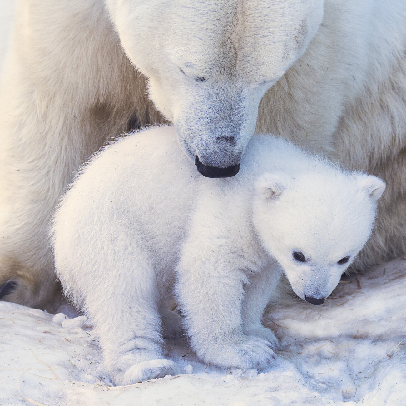 Polar Bears Wall Calendars 2025 Buy at UKposters